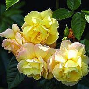Slyngrose (Rosa 'Chinatown')