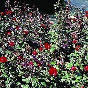 Rosa 'Christian IV' (Rosa 'Christian IV' ®) - Buketrose i 4 l potte