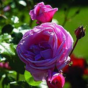 Slyngrose (Rosa 'Coral Dawn')