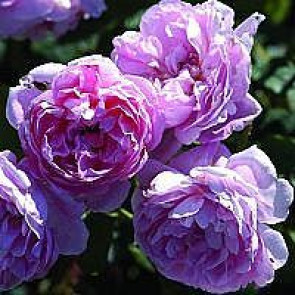 Engelsk rose (Rosa 'Cottage Rose' ® (ausglisten)) - A.kval. CO