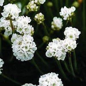 Engelsk græs (Armeria maritima 'Arvi') - Staude i 10 x 10 cm potte - Sælges kun i pakke á 3 stk.