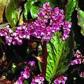 Kæmpestenbræk (Bergenia cordifolia 'Rotblum') - Staude i 10 x 10 cm potte