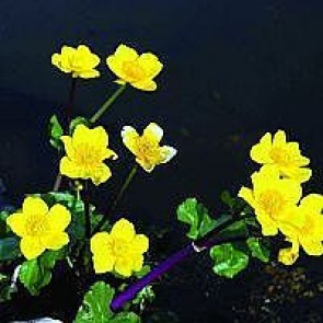 Engkabbeleje (Caltha palustris) - Staude i 1 liter potte - Sælges kun i pakke á 3 stk.