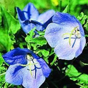 Karpaterklokke (Campanula carpatica 'Blaue Clips') - Staude i 10 x 10 cm potte