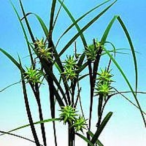 Morgenstjernestar (Carex grayi) - Græs i 1 liter potte