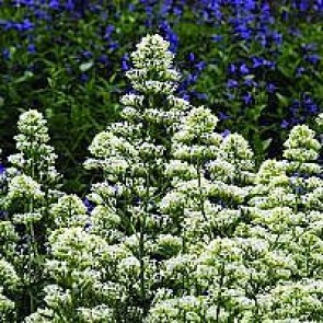 Sporebaldrian (Centranthus ruber 'Albus') - Staude i 10 x 10 cm potte - Sælges kun i pakke á 3 stk.