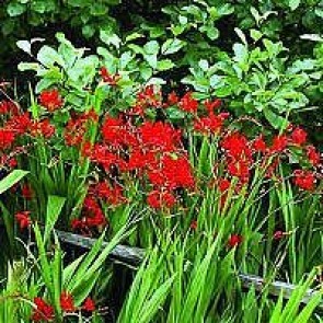 Montbretia (Crocosmia 'Lucifer') - Staude i 1 liter potte