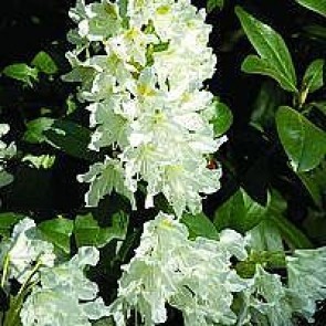 'Cunninghams White' (Rhododendron 'Cunninghams White') - Buske i 5 liters potte 30-40 cm