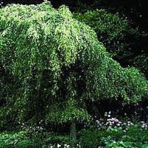 Hængebirk (Betula pendula 'Tristis') - Træ i potte 175-200 cm