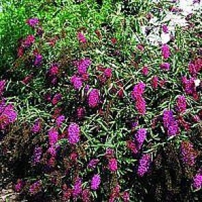 Sommerfuglebusk (Buddleja davidii 'Nanho Purple') - Buske i 3½ liters potte