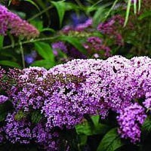 Sommerfuglebusk (Buddleja davidii 'Pink Delight') - Buske i 3½ liters potte