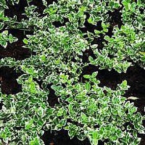 Krybende benved (Euonymus fortunei 'Emerald Gaiety') - 10½ cm potte