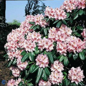 'Scintillation' (Rhododendron 'Scintillation') - Buske i 5 liters potte 30-40 cm