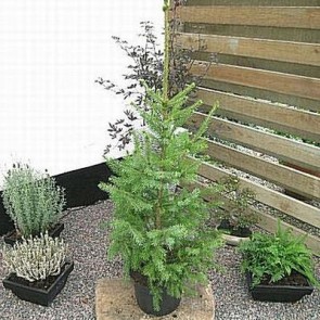 Serbisk gran (Picea omorica/sommerhuskvalitet) -Med jordklump 125-150 cm