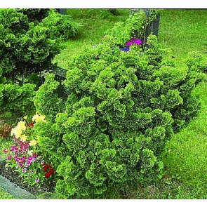 Solcypres (Chamaecyparis obtusa 'Nana Gracilis') -3,5 liter potte 20-25 cm