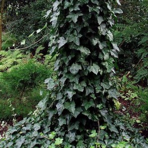 Storbladet vedbend (Hedera hibernica 'Hestor') - I 10½ cm potte