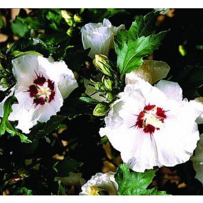 Syrisk rose (Hibiscus syriacus 'Red Heart') - Buske i 5 liters potte