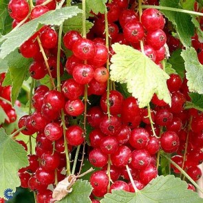 Ribs 'Jonkheer van tets' (Ribes rubrum 'Jonkheer van tets') - Buske i 5 liters potte
