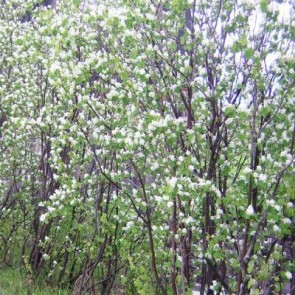 Almindelig bærmispel (Amelanchier canadensis) - Barrods 30-50 cm.