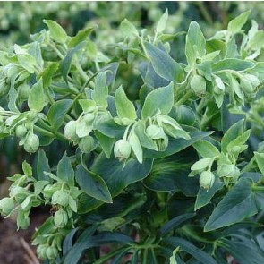 Nyserod, julerose (Helleborus 'Foetidus') - Staude i 1 liter potte - Sælges kun i pakke á 3 stk.