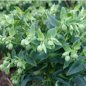 Nyserod, julerose (Helleborus 'Foetidus')