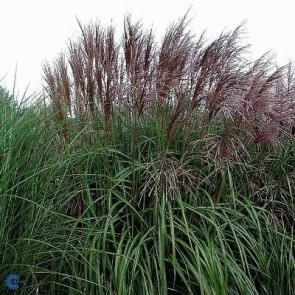 Elefantgræs (Miscanthus sinensis 'Malepartus') - Græs i 3 liter potte