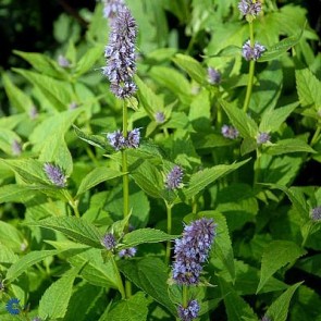 Anis Isop (Agastache 'Blue Fortune') - Staude i 1 liter potte