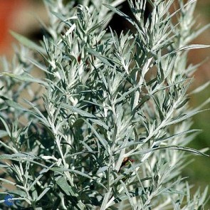 Høj Sølvbynke (Artemisia ludoviciana 'Silver Queen') - Staude i 1 liter potte - Sælges kun i pakke á 3 stk.
