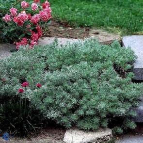 Krybende Sølvbynke (Artemisia schmidtiana 'Nana') - Staude i 10 x 10 cm potte