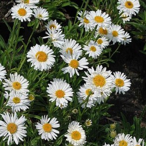 Alpeasters (Aster alpinus 'Albus') - Staude i 10 x 10 cm potte