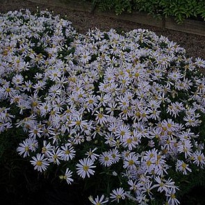 Pudeasters (Aster domusus 'Kristina') - Staude i 1 liter potte