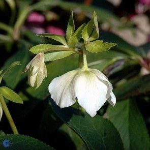 Julerose (Helleborus hybr. White Lady') - Staude i 1 liter potte