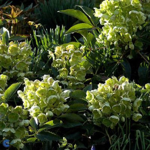 Julerose (Helleborus sternii) - CO