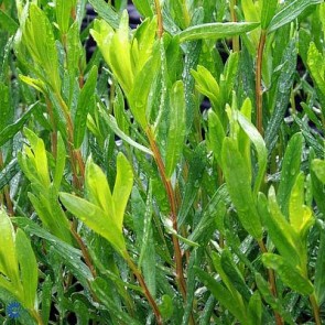 Fransk Esdragon (Artemisia dracunculus) - P 10,5