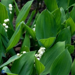 Liljekonval (Convallaria majalis) - Staude i 10 x 10 cm potte - Sælges kun i pakke á 3 stk.