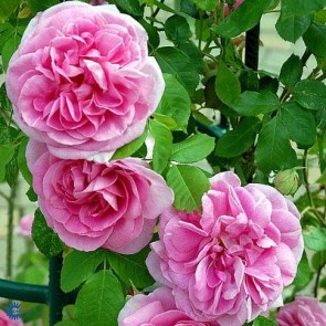 Engelsk rose (Rosa 'Gertrude Jekyll') - Austinrose (engelsk rose) i 4 l potte