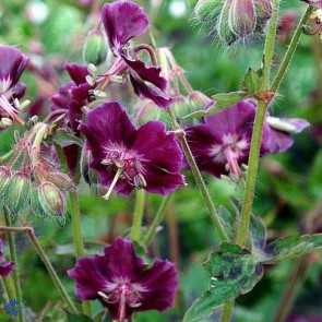 Bølgekronet storkenæb (Geranium phaeum 'Samobor') - Staude i 1 liter potte