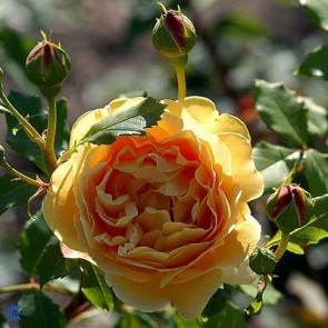 Engelsk rose (Rosa 'Golden Celebration')