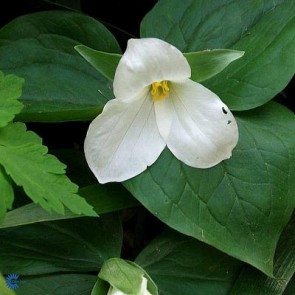 Treblad (Trillium grandiflorum) - Staude i 10 x 10 cm potte - Sælges kun i pakke á 3 stk.