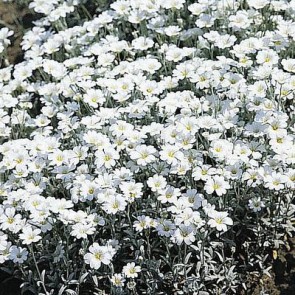 Hønsetarm (Cerastium tomentosum 'Silverteppich') - Staude i 10 x 10 cm potte - Sælges kun i pakker a 3 stk