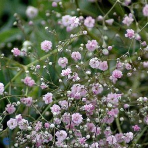 Brudeslør (Gypsophila paniculata 'Flamingo') - Staude i 1 liter potte