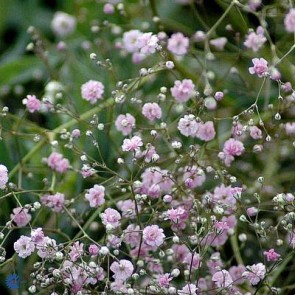 Brudeslør (Gypsophila paniculata 'Flamingo') - Staude i 1 liter potte