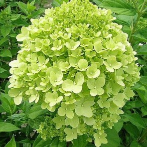 Have-hortensia (Hydrangea paniculata 'Limelight') - Buske i 5 liters potte