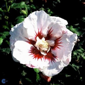 Syrisk rose (Hibiscus syriacus 'Helene') - Buske i 5 liters potte