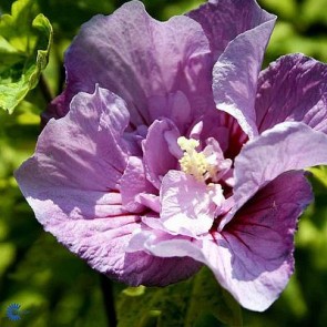 Syrisk rose (Hibiscus syriacus 'Lavender Chiffon') - Buske i 5 liters potte