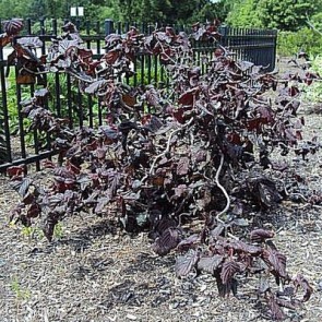 Troldhassel (Corylus avellana 'Red Majestic') - CO buske