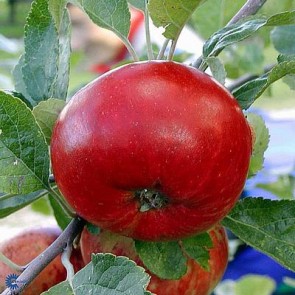 Æbletræ 'Fredrik', middelvoksende - 3 års træ i potte 150-200 cm