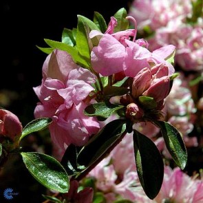 'Rosebud' (Rhododendron 'Rose bud') - Buske i 2 liters potter 25-30 cm.