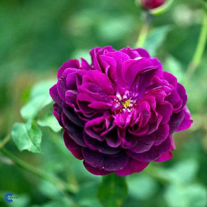 Engelsk rose (Rosa 'Darcey Bussell')