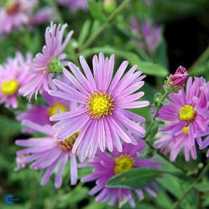 Amellusasters (Aster amellus 'Lady Hindlip') - Staude i 1 liter potte			